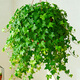 月季村常春藤盆栽植物室內長(cháng)春藤垂吊植物 A級200#原盆藤長(cháng)50cm源頭直發(fā)