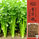 壽禾四季小香芹種子種苗芹菜蔬菜籽 脆嫩小香芹種子(四季)10g*3袋