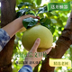 度尾正宗文旦柚現(xiàn)買現(xiàn)摘紅心老樹柚當季孕婦新鮮水果超甜文旦柚子 人氣推薦:20斤裝【單果重1-2斤】嚴選品質(zhì) 度尾地標性水果【老樹基地直發(fā)】