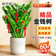 植男植女金錢(qián)樹(shù)大型盆栽植物室內客廳落地辦公室輕奢招財好養綠植源頭直發(fā)