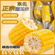 京榴香國產(chǎn)玉米 新鮮生鮮蔬菜 10-8個(gè)家庭實(shí)惠裝