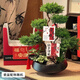 芙洛拉花園【兩小時(shí)達】五層塔松盆栽送導師青松綠植喬遷生日開(kāi)業(yè)重陽(yáng)節禮物 桃李滿(mǎn)天下【精致造景雙株塔松盆景】 送老師推薦