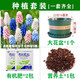 土培花卉風(fēng)信子盆栽葡萄郁金香水養室內套餐水培種球四季易活耐寒 【土培套裝】混合5球葡萄風(fēng)信子+花盆+營(yíng)養土+2包肥料 5-6cm