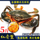 【包活到貨】大號青蟹鮮活紅膏母蟹野生螃蟹中秋過(guò)年海鮮水產(chǎn)禮盒 1斤公蟹（2只）