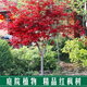 意軒紅楓樹(shù)苗日本紅楓美國紅楓 中國紅四季紅庭院綠化紅楓紅舞姬盆栽 小苗 30-50cm高