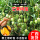君揚廣西芒果樹(shù)苗 青皮芒果嫁接苗臺農貴妃澳芒 家庭盆栽金煌桂七凱特 臺農芒果苗 兩年苗50-60CM高（帶土帶葉）