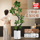 臨雅孟加拉榕樹(shù)客廳造型綠植物室內大型盆栽1.65-1.85m吸水盆源頭直發(fā)