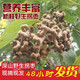 【新鮮拐棗】野生新鮮拐棗萬(wàn)壽果可泡酒金鉤子雞爪果當季現摘 1斤新鮮去枝拐棗--不可生吃