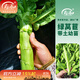 壽禾生菜苗青菜苗秧大全蔬菜苗種子種苗子秋冬季家庭種植盆栽山東壽光 綠萵筍苗 5棵+1棵