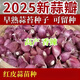 正宗紫皮蒜種子本地紅皮大蒜子紫皮大蒜種子出蒜苔紅根蒜苗香蒜瓣 【正宗紅皮香蒜早蒜種】可吃可種 5斤 凈重【正月早蒜苔】香辣