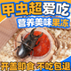 G甲蟲(chóng)專(zhuān)用果凍臺扁鍬甲金龜子飼料蛋白黑糖獨角仙食物昆蟲(chóng)天牛毛象 【混合口味】5顆/袋 嘗鮮款