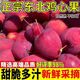 東北特產(chǎn)雞心小蘋果脆甜香妃海棠果 新鮮現(xiàn)摘時令小蘋果整箱 3斤帶箱(凈重2.5斤) 單果20g+