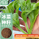 壽禾 冰菜種子苗沙拉冰菜四季蔬菜種籽 濰豐綠水晶2號冰菜種子1000粒
