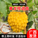 君揚新品黃龍釋迦苗霹靂果黃龍番荔枝樹苗 可盆栽地栽庭院種植黃龍釋迦嫁接苗【60-70cm高】