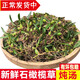 辰實(shí)【現貨】廣東新鮮石橄欖草 雙葉石仙桃 現采石橄欖 雙葉小號石橄欖500克