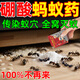 硼酸螞蟻藥餌料粉土豆泥驅滅蟑螂無(wú)害速效滅蟲(chóng)窩端螞蟻藥寵物無(wú)害 1包裝【滅螞蟻藥】