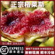 順豐正宗特級新疆格萊斯無(wú)花果當季新鮮現摘樹(shù)上熟糖包子整箱包郵 1斤【嘗鮮裝】