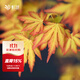 虹越（HONGYUE）進(jìn)口紅楓樹(shù)苗大苗盆栽苗 庭院經(jīng)典季節變色植物 【進(jìn)口楓樹(shù)】橙之夢(mèng) P10.5