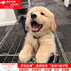 小狗幼犬中華田園犬活物小型犬拉布拉多金毛茶杯犬邊牧比熊寵物狗 田園級 金毛混血（50%相似度） 公