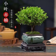 小葉赤楠植物盆栽四季常綠易養(yǎng)活凈化空氣驅(qū)蚊蟲助眠M(jìn)R 赤楠＋方形山水盆＋底座＋苔蘚