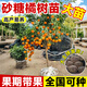景琳涵正宗沙糖橘樹(shù)苗大苗南方果樹(shù)北方耐寒種植砂糖桔果樹(shù)苗橘子樹(shù)果苗 砂糖橘高40-60公分（包成活）帶葉發(fā)貨