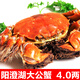 【活蟹】金日旺 陽(yáng)澄湖大閘蟹鮮活螃蟹特大公蟹雄蟹 8只 4.0兩/只