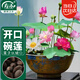 壽禾 碗蓮種子苗荷花水培無(wú)土栽培花種籽 濰育壽藝開(kāi)口碗蓮種子30粒*2