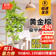 花財主大型綠植各種大型盆栽發(fā)財樹(shù)金錢(qián)樹(shù)榕樹(shù)流泉楓辦公室內盆景好養活 S級黃金榕1.6-1.8m【聚寶盆】