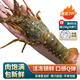 鱘好物 新鮮國產(chǎn)小青龍蝦 大龍蝦花龍蝦 鮮活冷凍大蝦生鮮蝦類(lèi) 海鮮水產(chǎn) 200-250g/只【熱銷(xiāo)款】