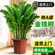 靜黛軒特級金錢(qián)樹(shù)大型綠植室內客廳辦公室除甲醛招財旺宅喬遷送禮大盆栽 【8-13株】金錢(qián)樹(shù)55-70cm原土盆 送移動(dòng)托盤(pán)+肥料