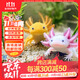 凱希慕六角恐龍魚(yú)觀(guān)賞魚(yú)冷水魚(yú)蠑螈小魚(yú)淡水魚(yú)缸寵物活魚(yú)好養易活網(wǎng)紅魚(yú) 4-7cm粉白+黃金共2只 送糧