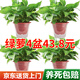雙盟綠蘿盆栽除甲醛花卉綠植辦公室新房?jì)艋諝?60加高4盆裝源頭直發(fā)