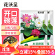 花沃里水培碗蓮種子30粒*2 花卉種子荷花家庭盆栽魚(yú)缸碗蓮陽(yáng)臺辦公庭院