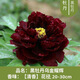 正品洛陽(yáng)牡丹花帶花苞包活庭院陽(yáng)臺綠植重瓣花卉花苗盆栽四季易活 烏金耀輝選用優(yōu)等牡丹苗 3年苗1-2枝條