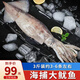 海宏盈 海捕大魷魚(yú)整條 1500g 3-6條 無(wú)包冰新鮮海鮮軟足類(lèi)生鮮