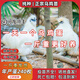 一斤重白鳳烏雞活苗正宗烏小雞苗烏骨雞活苗泰和烏雞苗竹絲雞活苗 4-5兩重烏雞苗 10只【2公8母】