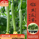 壽禾 蔬菜苗活苗帶土發(fā)貨大全菜苗種苗秋冬各種秧苗山東壽光苗子陽(yáng)臺 長(cháng)絲瓜苗 5棵
