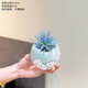 SMVP藍精靈空氣鳳梨無(wú)土植物工位小擺件辦公室內桌面客廳綠植花卉盆栽 【一盆】冰川藍精靈+藍天云朵手繪盆