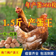 山上糧食喂養(yǎng)海蘭褐高產(chǎn)蛋雞白來航蛋雞白羽活苗活體抗病毒抗寒 1.2-1.5左右海藍(lán)褐全母 12只裝母