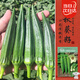壽禾 黃秋葵種子苗秋季家庭盆栽種植菜種籽 濰豐卡里巴2號秋葵種子12g