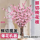 行湘水培鮮枝干枝花卉植物盆栽[遇水開(kāi)花]桃花枝60-70cm10支 源頭直發(fā)