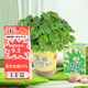 九月生兒童種植盆栽套裝含羞草植物種子根系觀(guān)察盒幼兒園DIY迷你小盆栽