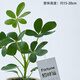 樹(shù)上花開(kāi)八方來(lái)財鴨掌木盆栽七葉蓮室內桌面四季常青凈化空氣易成活綠植花 鴨掌木（一次性塑料育苗盆）+招財運吊牌