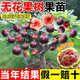 呆果丁無(wú)花果樹(shù)果苗特大果盆栽新疆青皮南北方矮化種植耐寒四季當年結果 【掛果率高】波姬紅盆栽中苗【30-50cm】