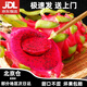 近源紅心火龍果越南進(jìn)口新鮮高端水果整箱大果熱帶生鮮【京東快遞】 高端大果2個(gè)/平均單果450-500g