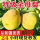 鑫果滋【順豐新疆直發(fā)】新疆庫爾勒香梨特級梨子貢梨中秋送禮水果全母梨 【超甜全母梨】【新疆直發(fā)】 9斤 超特果王(150g以上) 彩箱