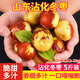 崠鮮山東沾化冬棗新鮮水果當季水果大棗子脆甜青棗紅棗整箱鮮棗 優(yōu)質(zhì)中果 凈重5斤