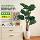 臨雅提根龜背竹綠植盆栽室內客廳桌面大型凈化空氣懶人好養活高級植物 提根龜背竹1.3-1.5m+子彈頭樹(shù)脂