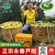 萬(wàn)春寨永春正宗蘆柑5斤/10斤禮盒裝新鮮現摘橘子柑桔 桔子當季水果大果 【優(yōu)選大果】果徑75mm帶箱10斤裝