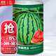 大禹懶漢西瓜種子苗特大適合南方早熟懶人8424麒麟瓜美都無(wú)籽水果蔬菜 美都西瓜種子 600粒/桶